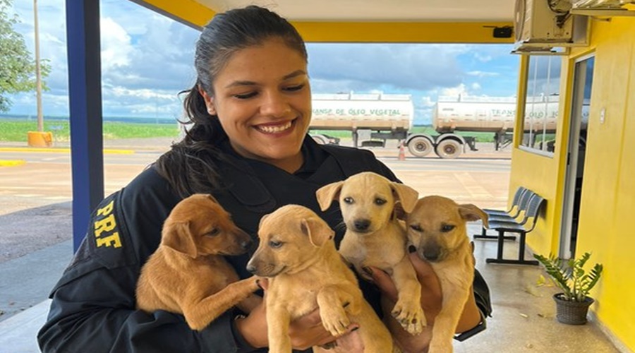 PRF resgata cachorrinhos que estavam abandonados na BR-163, zona urbana de Sorriso/MT 1