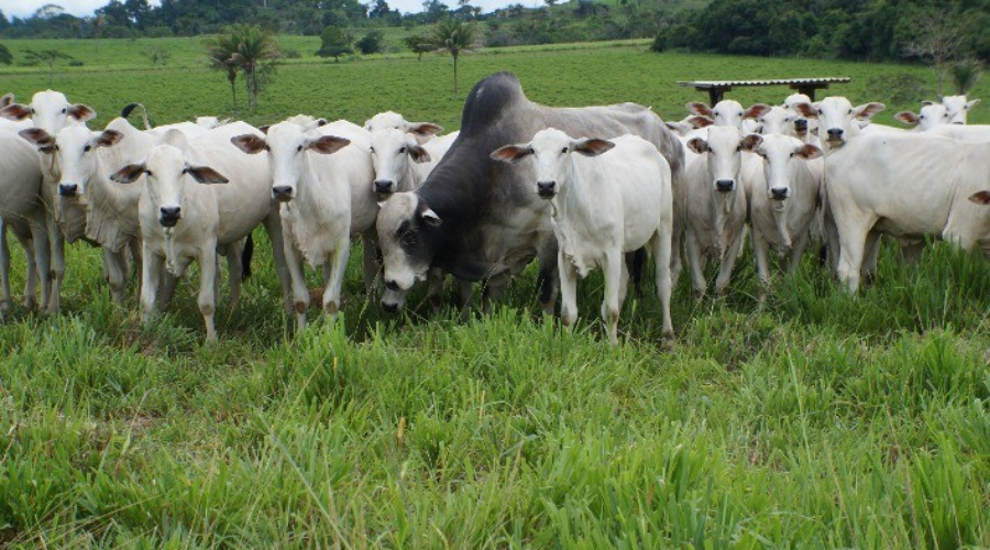 Exportações de boi caem, abate sobe em Mato Grosso 1