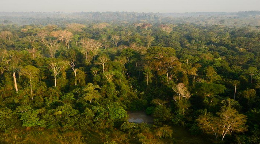 TNC lança estudo sobre potencial de carbono na Amazônia e no Cerrado e seu papel no financiamento da soja e pecuária 1