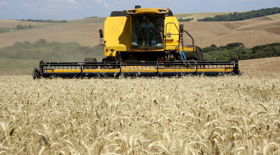 Produção recorde de trigo provoca queda no preço de farinhas e pão 1