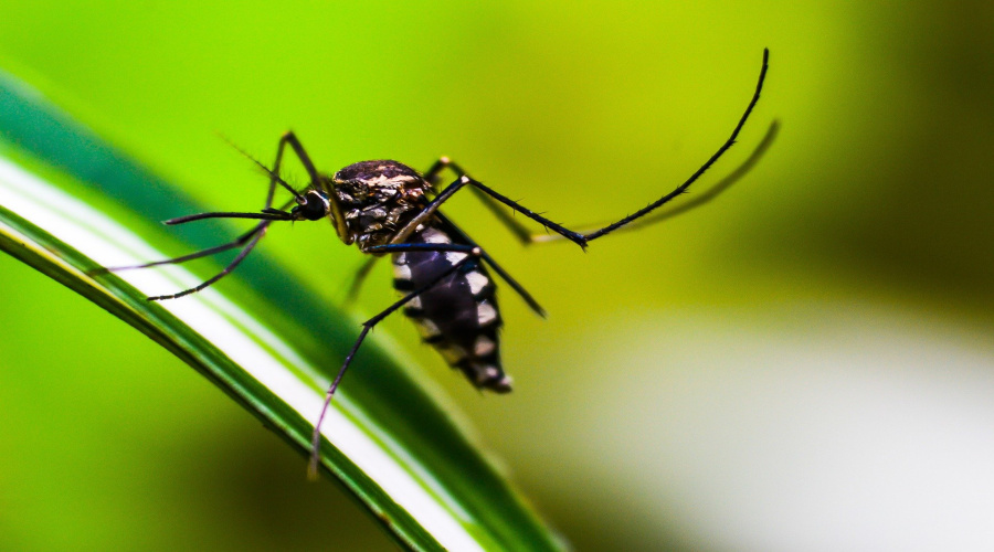 UVZ pede participação da população no controle da dengue em Rondonópolis 1