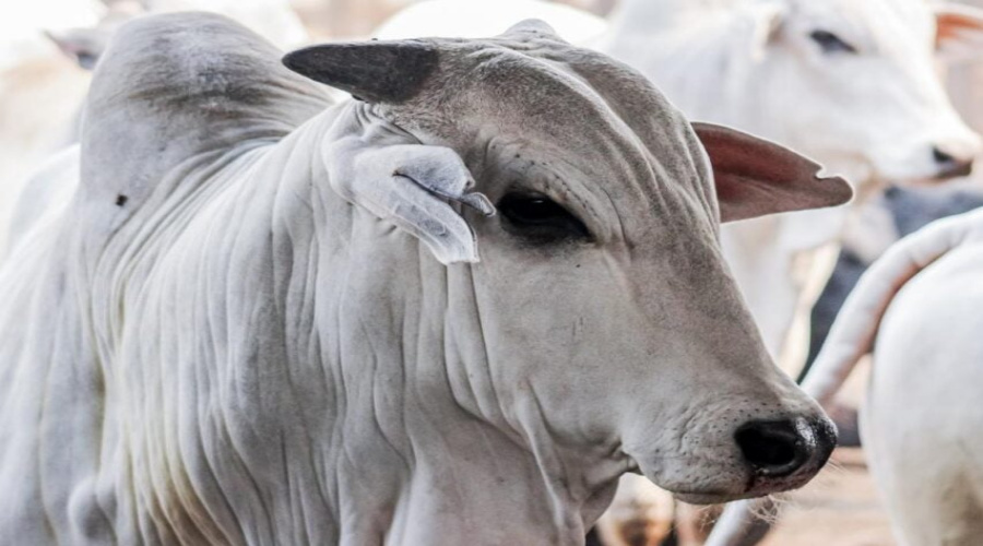 Abates de bovinos crescem 5,85% em Mato Grosso 1