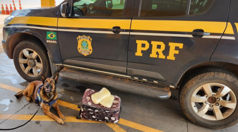 Com ajuda de cão farejador PRF encontra maconha em ônibus e prende passageira por tráfico de drogas 1