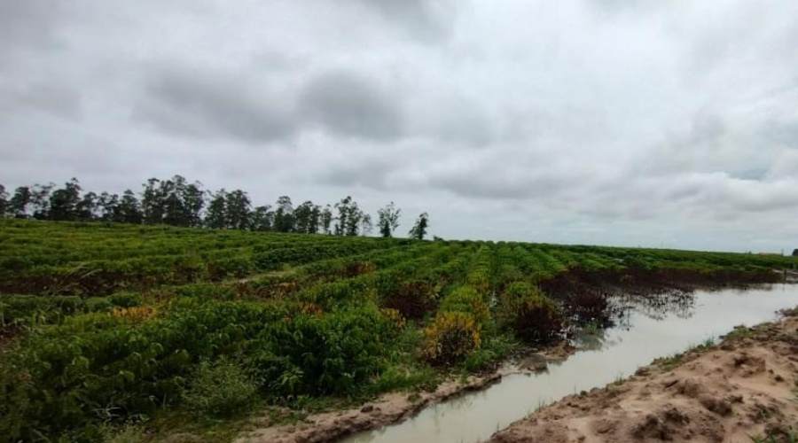 Excesso de chuva pode impactar as principais regiões produtoras 1