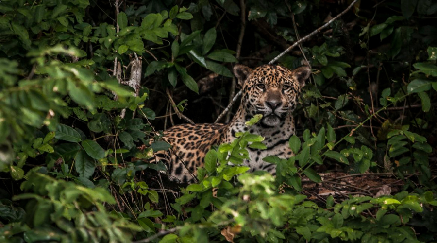 Amazônia: estudo mostra que onças estão em áreas ameaçadas pelo homem 1