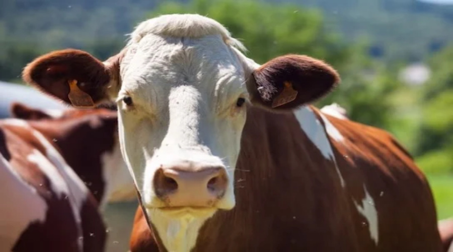 Governo investiga caso suspeito de ‘vaca louca’ 1