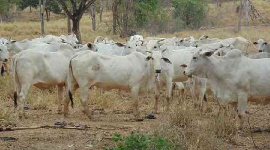 Vendas de carne bovina à China são suspensas após caso de vaca louca 1