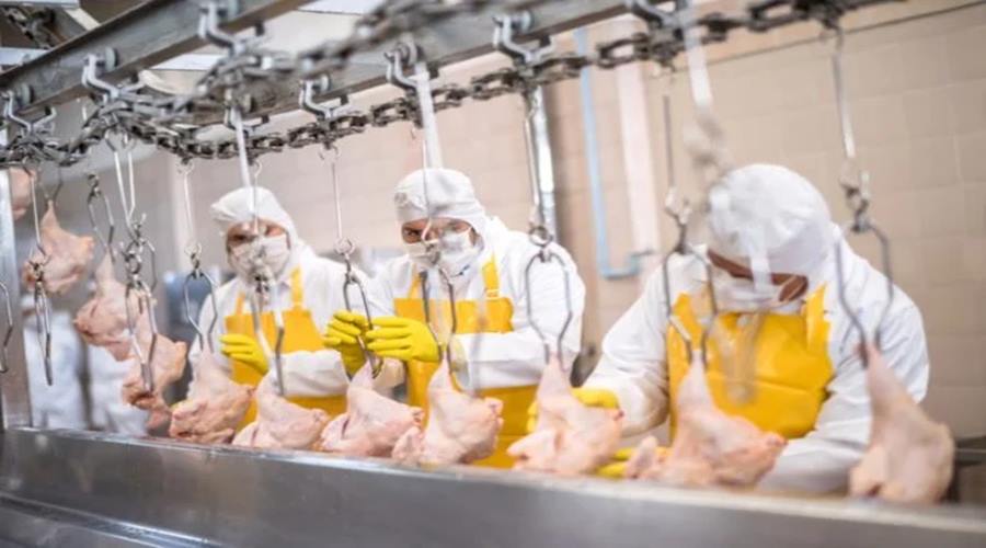 Exportações de carne de aves cresce 130% em Mato Grosso 1