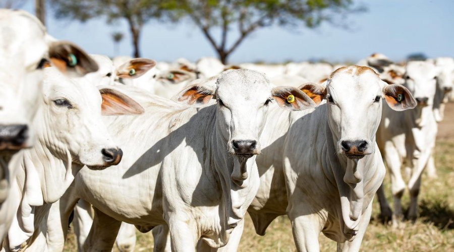 Com novo recorde, MT se mantém na liderança com o maior rebanho bovino do país 1