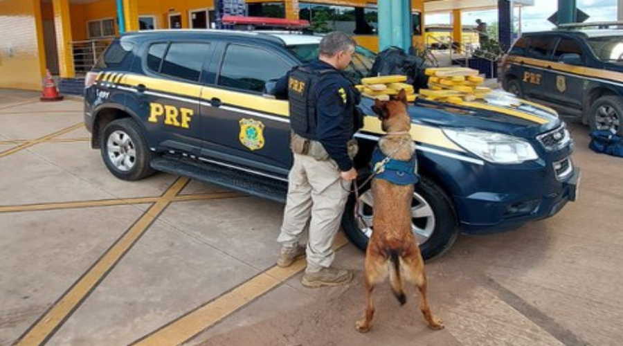 Com auxílio de cães farejadores, em Cuiabá-MT, PRF apreende maconha sendo transportada em ônibus 1