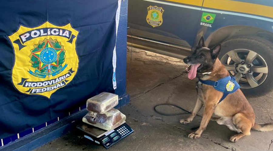 Em mais uma ação da PRF em combate a crimes nas rodovias, mulher é presa com super maconha em ônibus 1