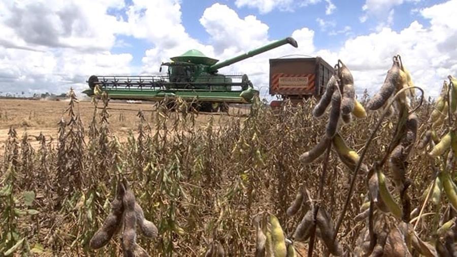 Esmagamento de soja em Mato Grosso registra queda de 2,54% 1