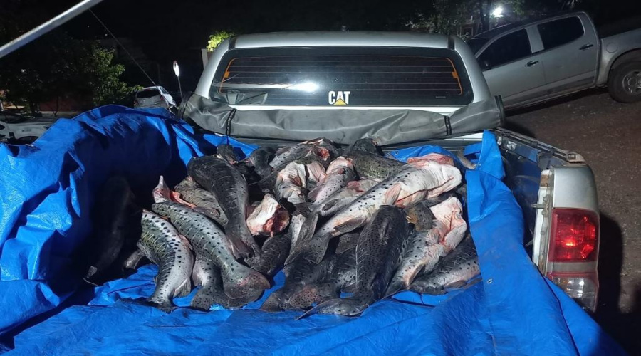 Sema e PM apreendem mais de 300 quilos de pescado ilegal 1