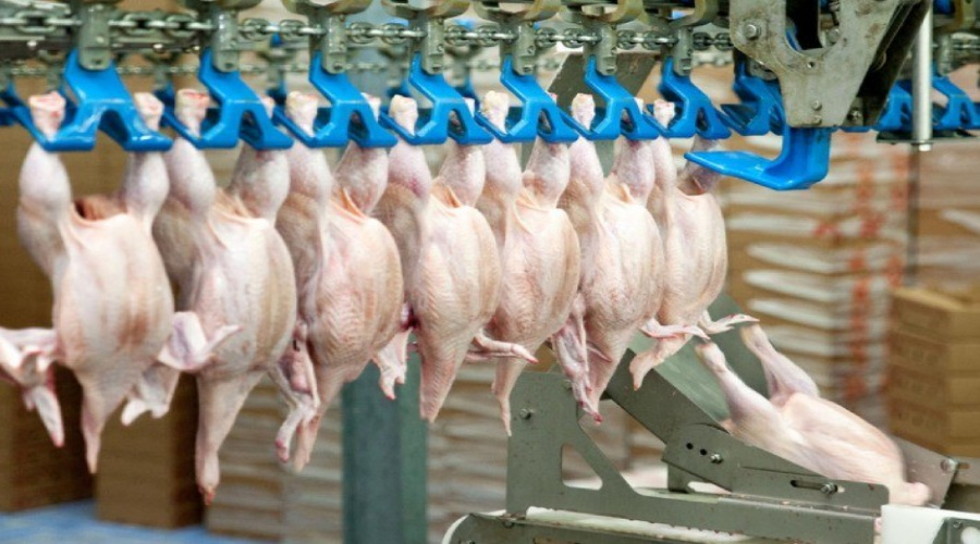 Brasil reforça defesa contra a gripe aviária para proteger a maior indústria exportadora de frango do mundo 1