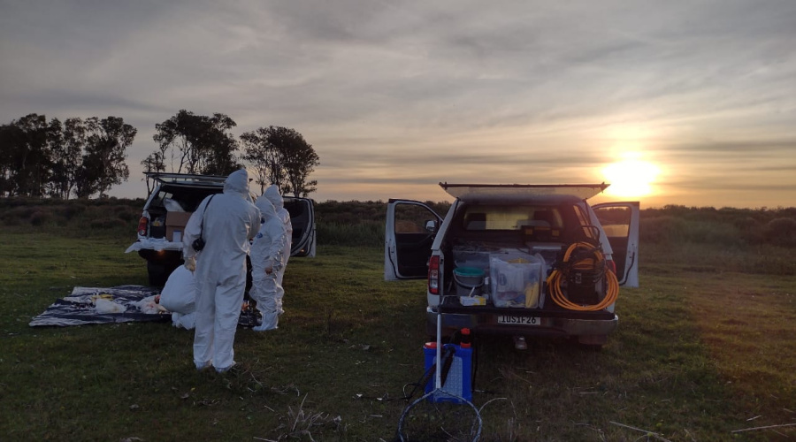 Rio Grande do Sul registra primeiro foco de gripe aviária em aves silvestres 1