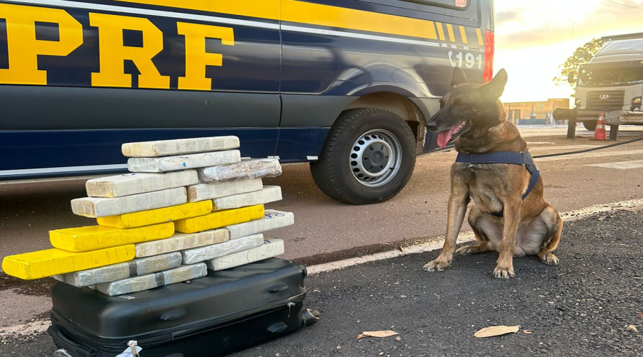 Com ajuda de cão policial k9 Rango, PRF prende indivíduo por tráfico de drogas e apreende 17 tabletes de pasta base 1