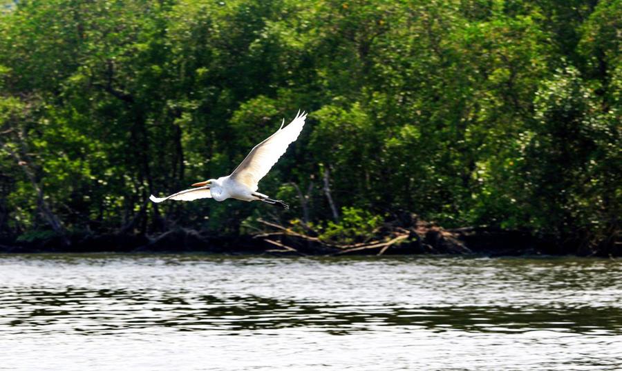 Gripe aviária: Espírito Santo proíbe turistas em ilhas de Vitória 1