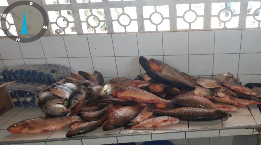 Sema e PM apreendem 87 quilos de pescado ilegal na região do Pantanal 1