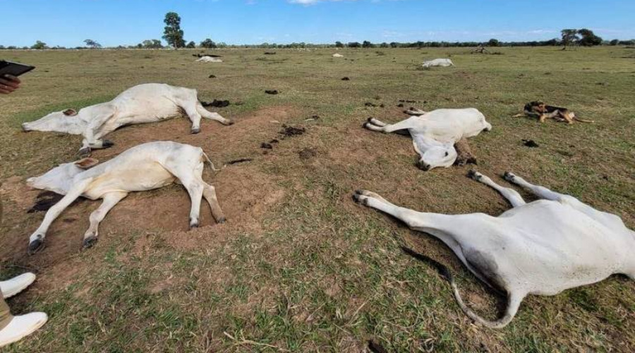 Onda de frio: morte de gado em MS causa prejuízo de R$ 10 milhões 1