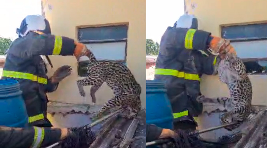 Corpo de Bombeiros captura jaguatirica em garagem de residência em Cuiabá 1