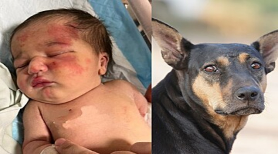 Cachorro de rua encontra bebê abandonada dentro de saco de lixo 1