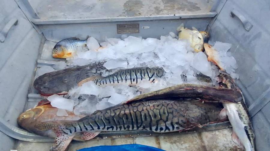 Sema-MT apreende 51 kg de pescado ilegal em operações no Pantanal 1