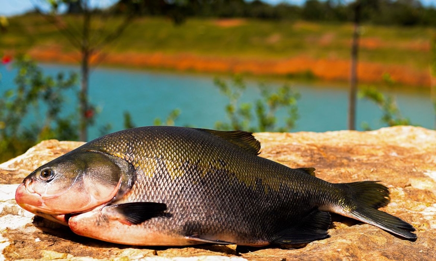 Consumo de pescado cresce 65% no Brasil desde 2004 1