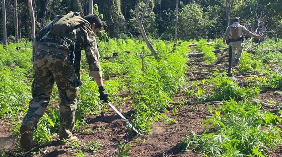 PF e SENAD encerram a 39ª fase da Operação Nova Aliança com destruição de 366.824 kg de entorpecentes 1