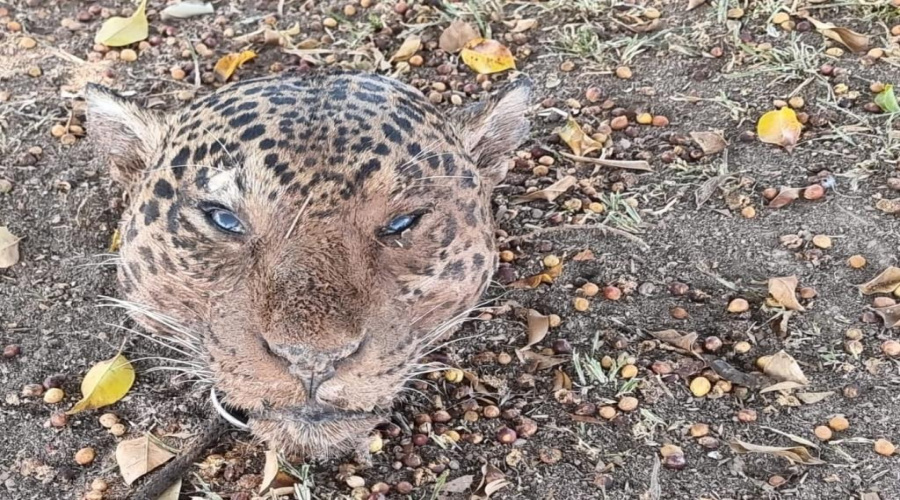 Polícia Civil prende suspeito de matar onças-pintadas em Paranaíta 1