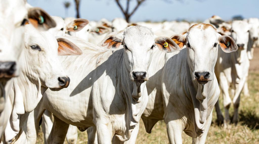 Rebanho bovino de Mato Grosso chega a 34,4 milhões de animais 1