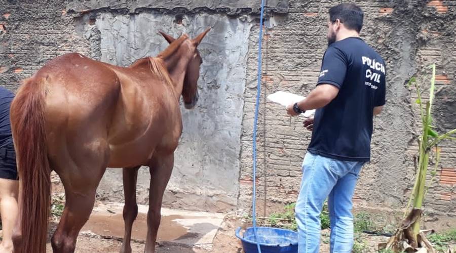 Polícia Civil averigua denúncias e orienta sobre proteção a animais domésticos 1