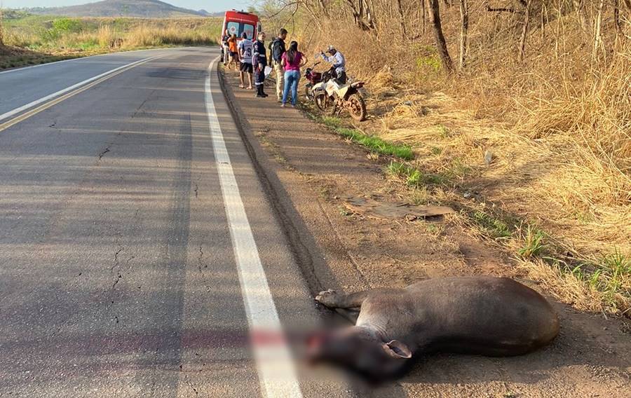 Acidente simultâneo entre motos e anta deixa condutores feridos na Serra da Petrovina 1