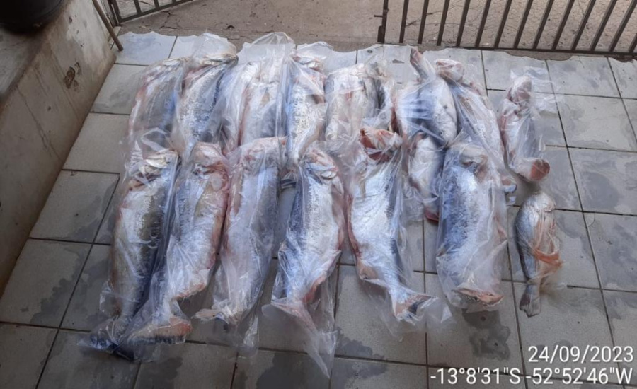 Sema-MT e PM apreendem 236 kg de pescado ilegal, armas de fogo e carne de animal silvestre 1