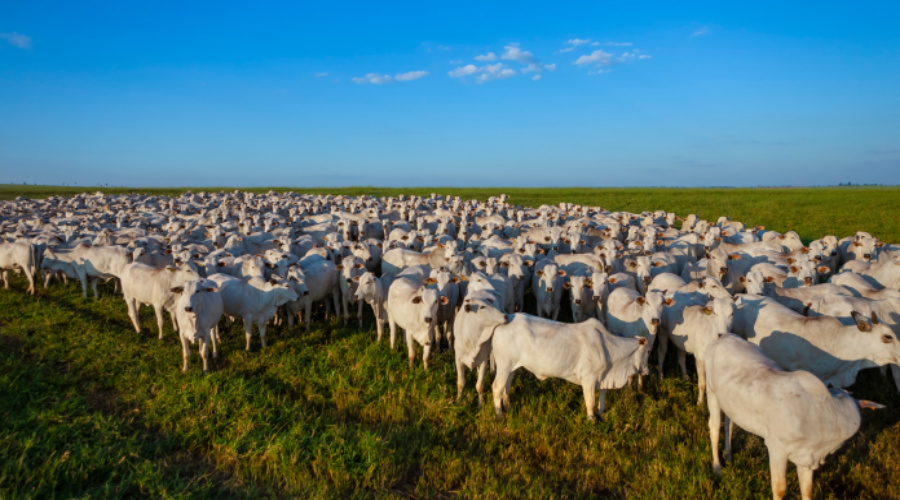 Rebanho bovino brasileiro alcançou recorde de 234,4 milhões de animais em 2022 1