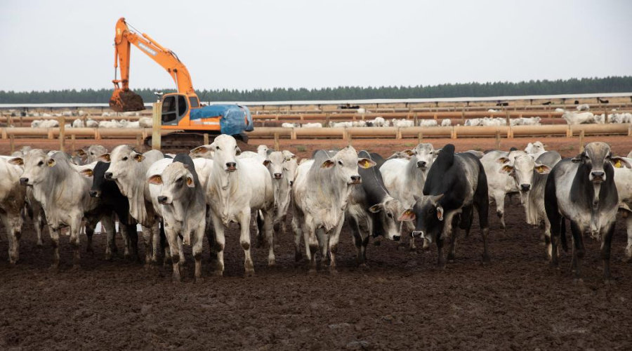 Carne bovina produzida em MT destinada à exportação alimenta 20 milhões de pessoas ao ano 1