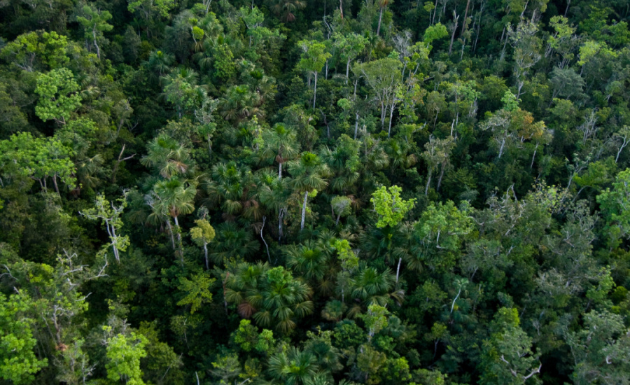 Brasil perde 15% de florestas naturais em quase 40 anos, diz MapBiomas 1