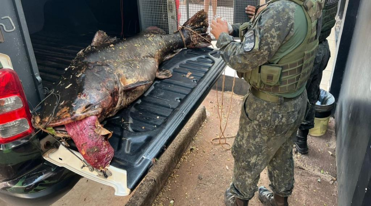 Batalhão Ambiental prende dois homens com peixe de 68 kg e aplica multa de R$ 40 mil 1