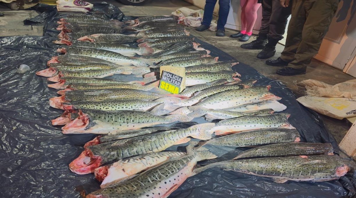 Sema-MT apreende 431 kg de pescado ilegal durante operação em Santo Antônio de Leverger 1