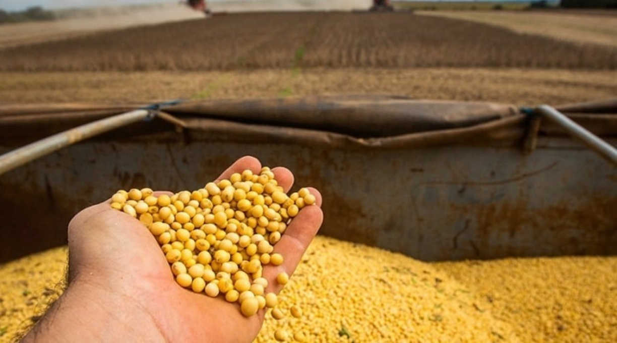 Estimativa de produção de soja é reduzida em 4,4% pela Datagro 1