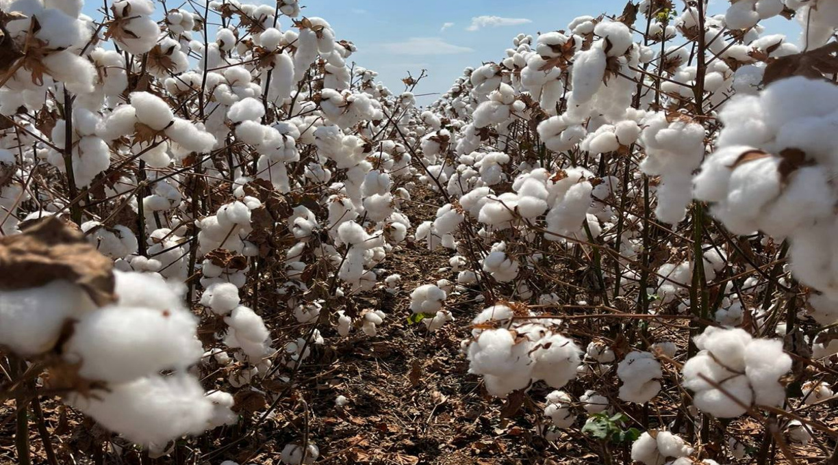 Cotonicultores brasileiros são destaque em avenida famosa de Nova York 1