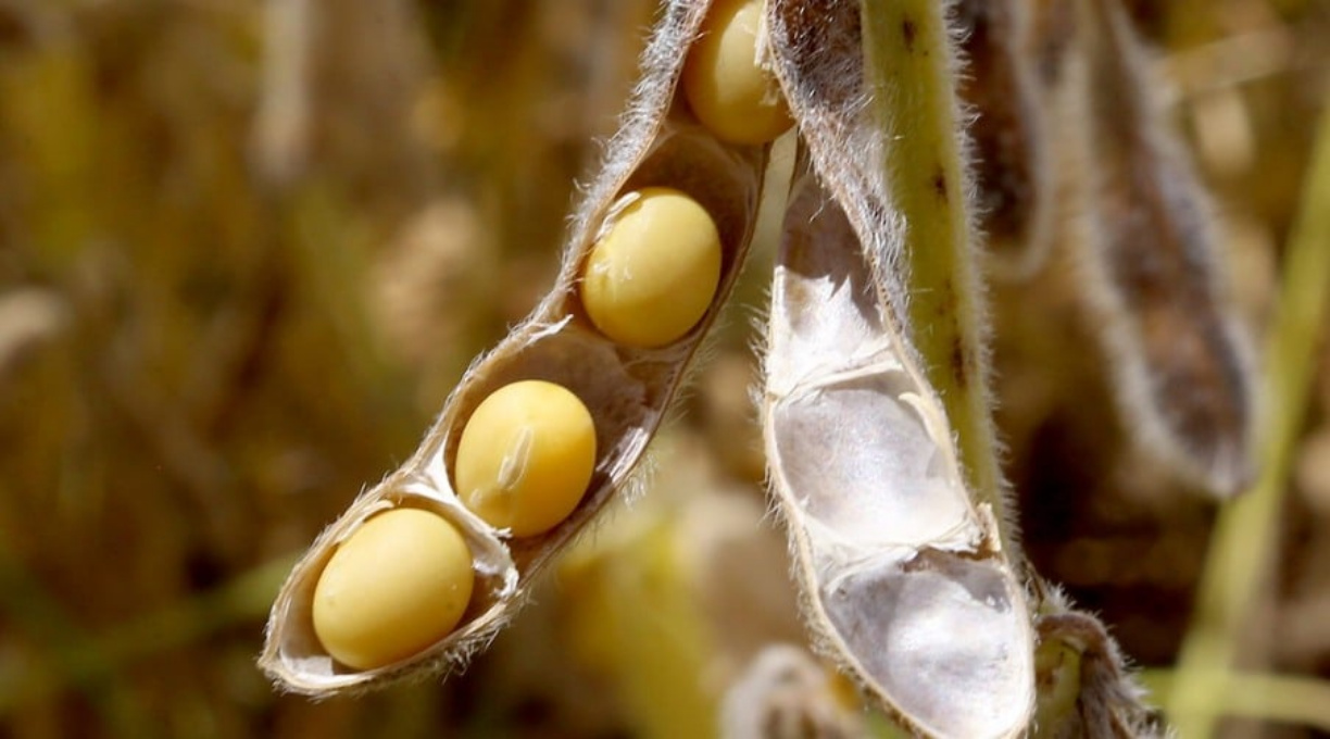 PIB do agro cai no 3º trimestre e acumula queda de 0,91% no ano 1