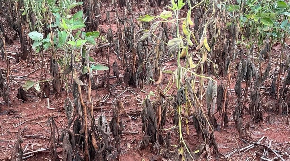 27 municípios em MT decretam situação de emergência por falta de chuvas 1