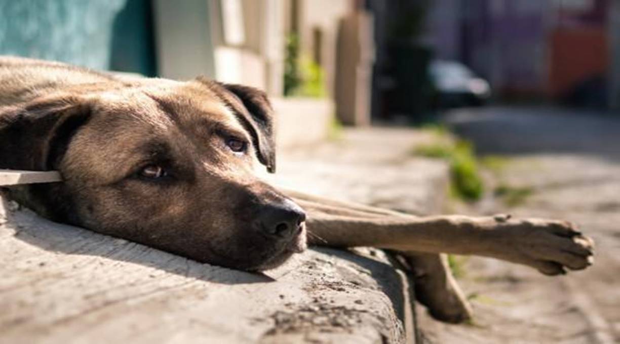 Lei que determina que espaços públicos e condomínios abriguem animais de rua foi sancionada pelo governo de MT e já está em vigor 1