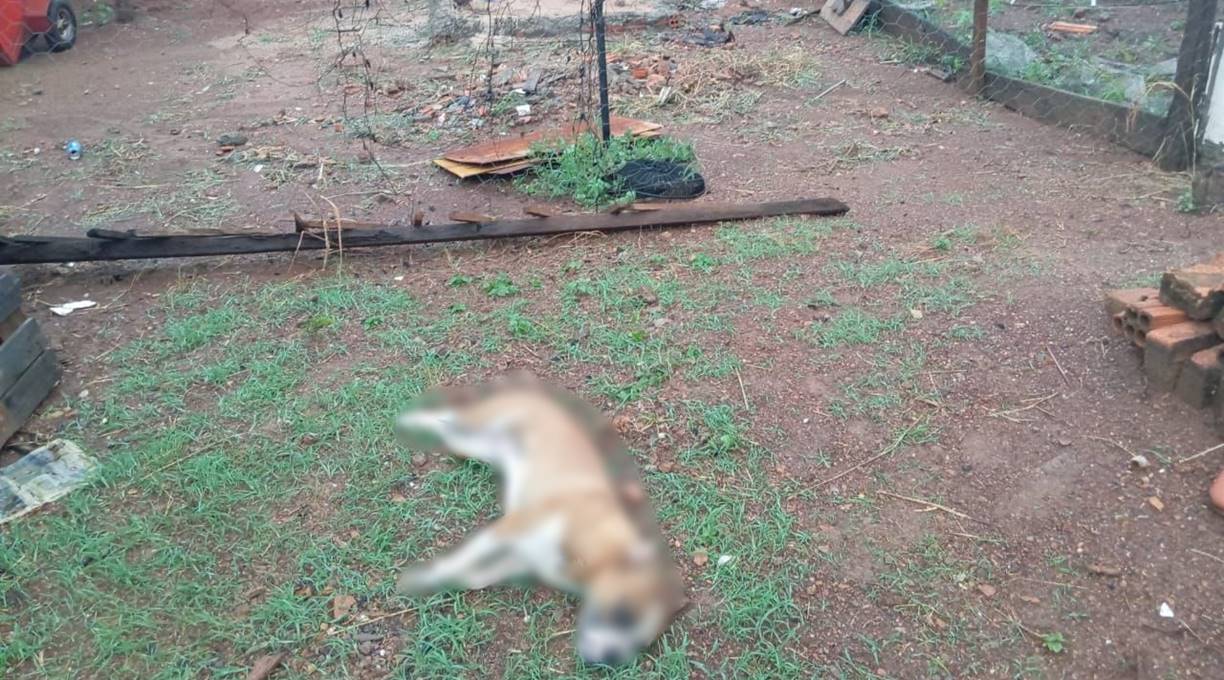 Homem instala cerca elétrica artesanal e cachorro de vizinho morre eletrocutado 1