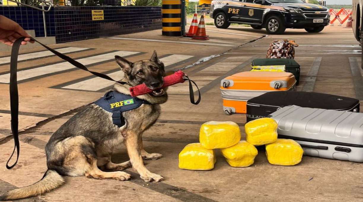 Com a ajuda de cães farejadores PRF apreende super maconha em ônibus na capital Cuiabá 1