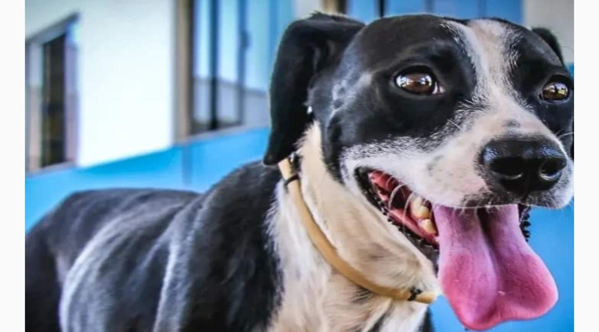 Centro Integrado de Bem-estar Animal de Rondonópolis Osvaldo Pereira Beltramini tem cães e gatos para adoção 1