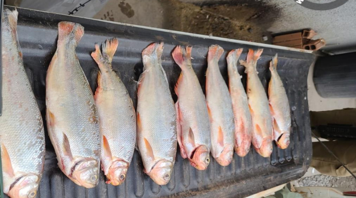 Homem é preso por transporte ilegal de pescado na região de Santo Antônio do Leverge 1