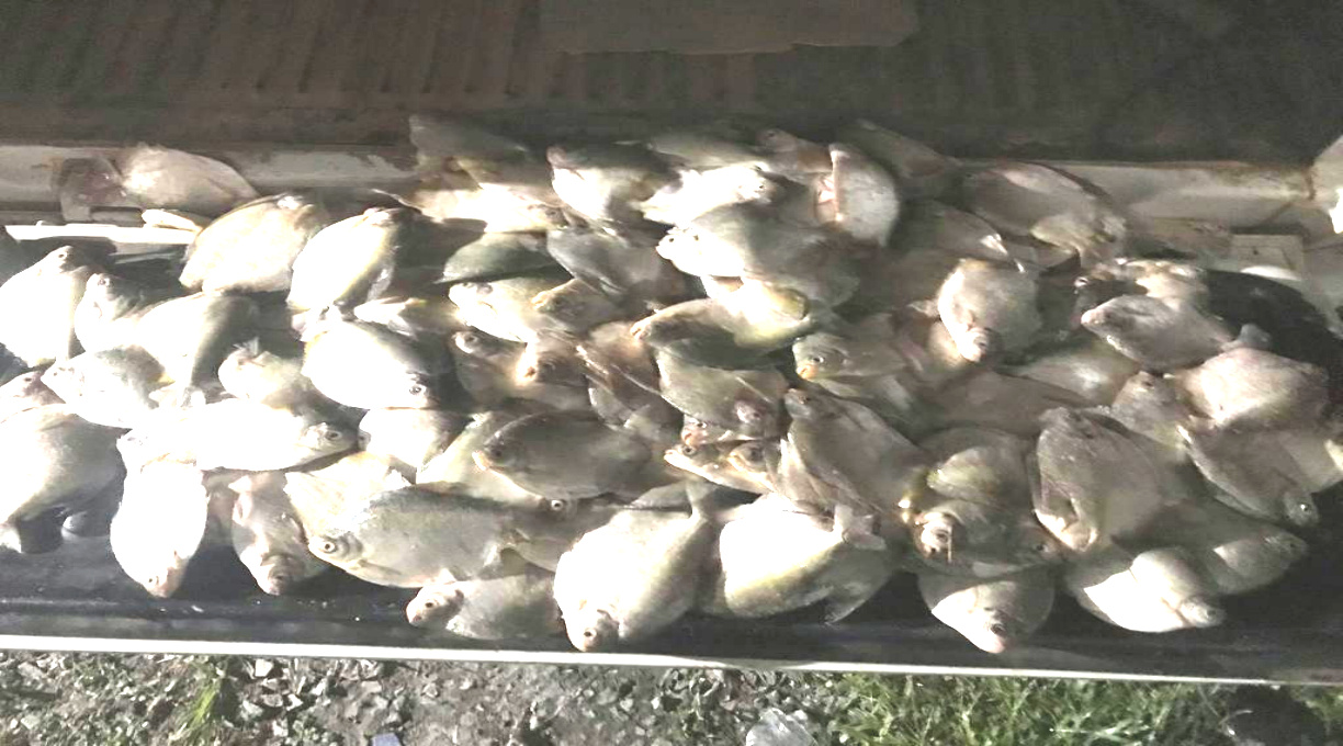 PM e Sema apreendem 27 quilos de pescado irregular; suspeito é multado em R$ 7,8 mil 1