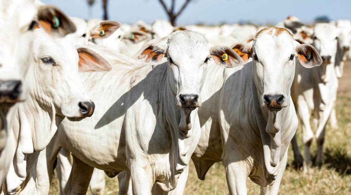 Indea divulga atualização de estoque de bovinos; MT se mantém na liderança com maior rebanho do país 1