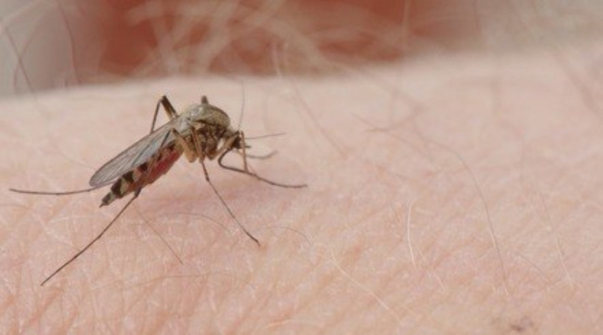 Brasil ultrapassa 1 milhão de casos prováveis e registra 214 mortes por dengue em 2024 1